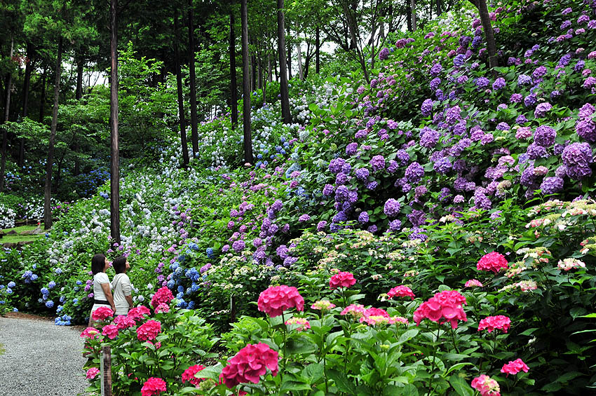 あじさい曼荼羅園